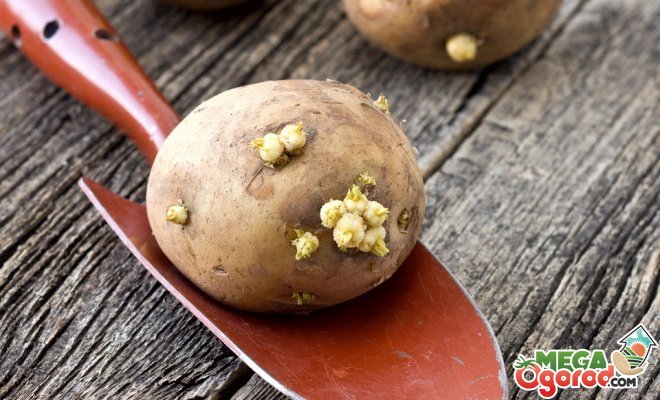 Самые лучшие методы выращивания большого урожая картофеля